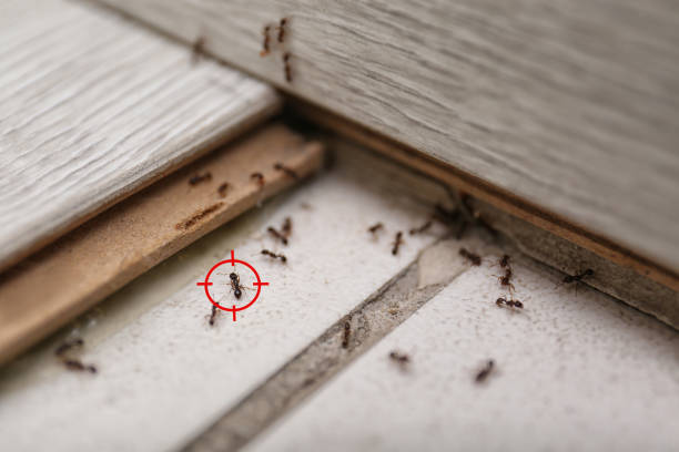 Professional Pest Control in Spring Hill, FL