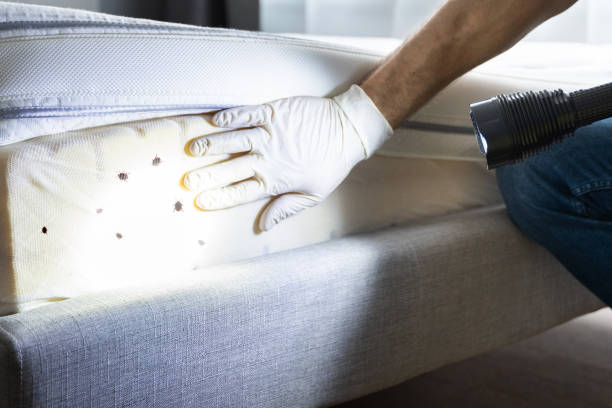 Best Bed Bug Extermination  in Spring Hill, FL