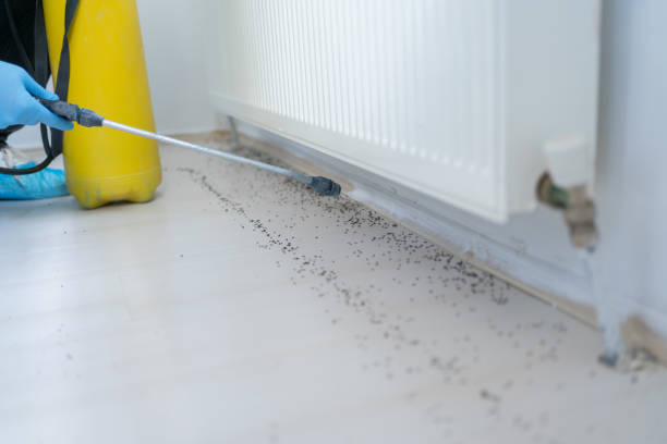 Best Pest Control Near Me  in Spring Hill, FL